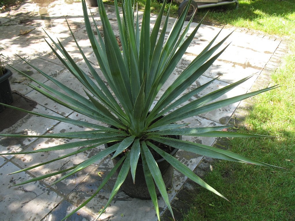 Yucca filamentosa palmlelie in grote pot, winterhard, Enlèvement