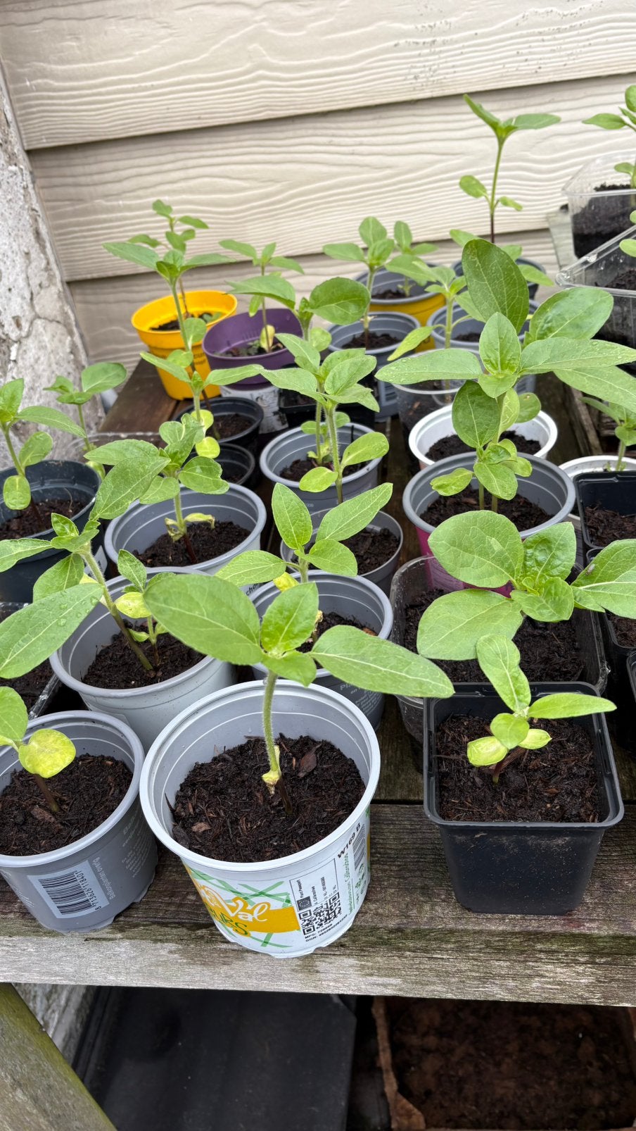 Zonnebloem planten, Tuin en Terras, Planten | Tuinplanten, Ophalen