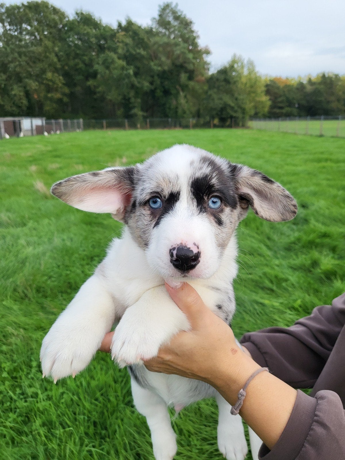 Welsh Corgi Cardigan pups / Corgi pups, België, CDV (hondenziekte), 8 tot 15 weken, Meerdere