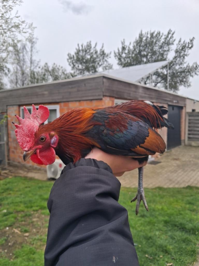 Ardenner kriel haantje, Dieren en Toebehoren, Mannelijk, Kip
