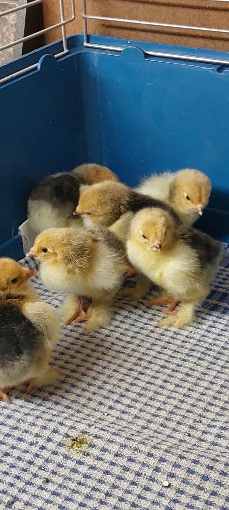 Kulkens brahma kriel, Dieren en Toebehoren, Pluimvee, Geslacht onbekend, Kip