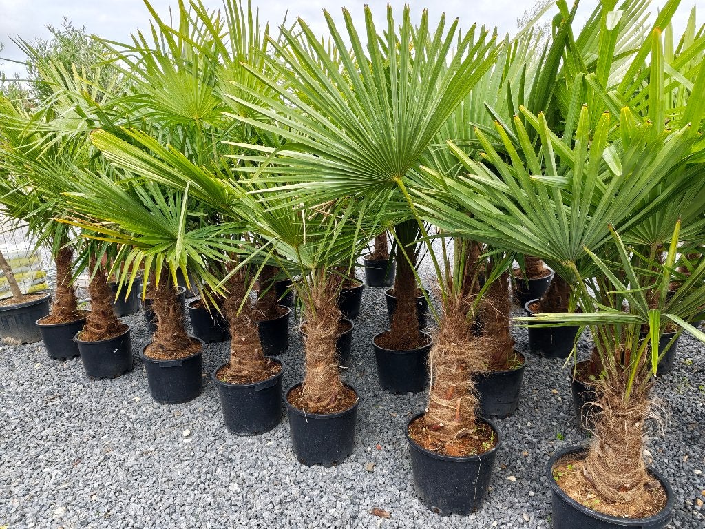 Trachycarpus Fortunei palmboom, Tuin en Terras, Planten | Bomen, Ophalen, Palmboom