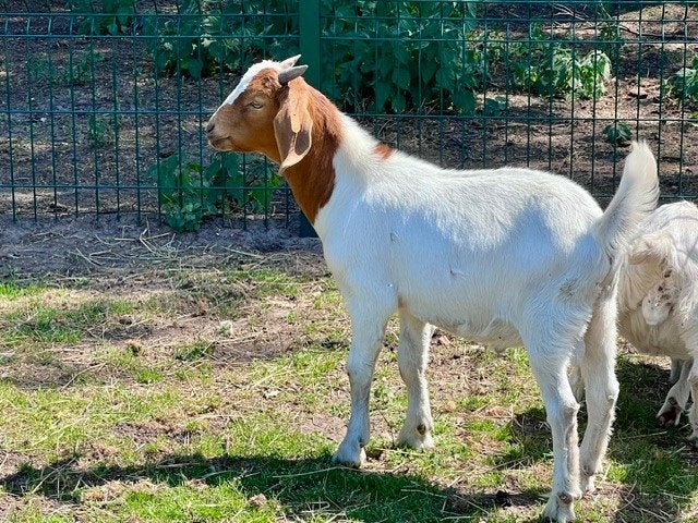 Boergeit bokje, Dieren en Toebehoren, Schapen, Geiten en Varkens, Mannelijk, Geit, 0 tot 2 jaar