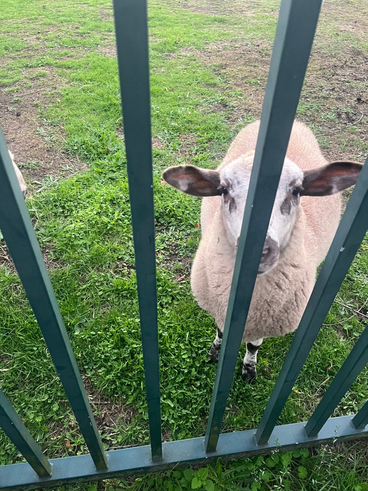 Lammeren, Femelle, Mouton, 0 à 2 ans