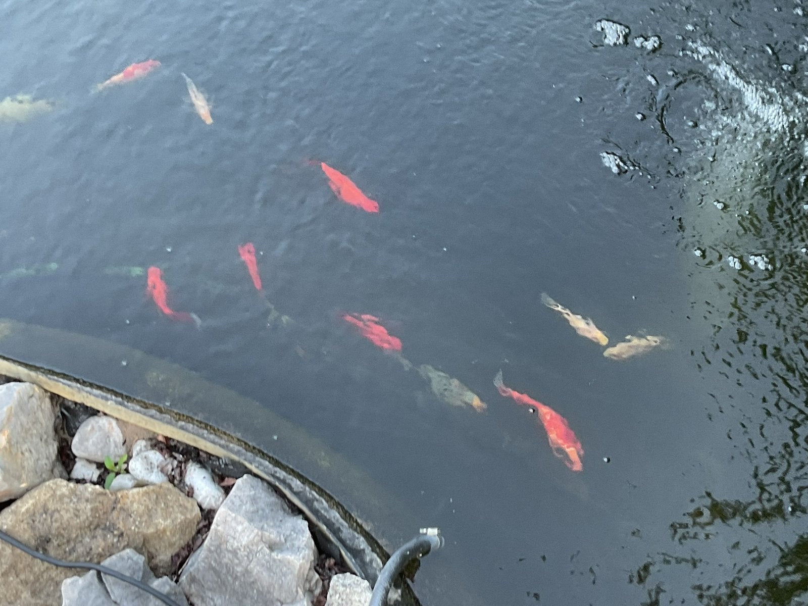Vijvervissen, Tuin en Terras, Ophalen