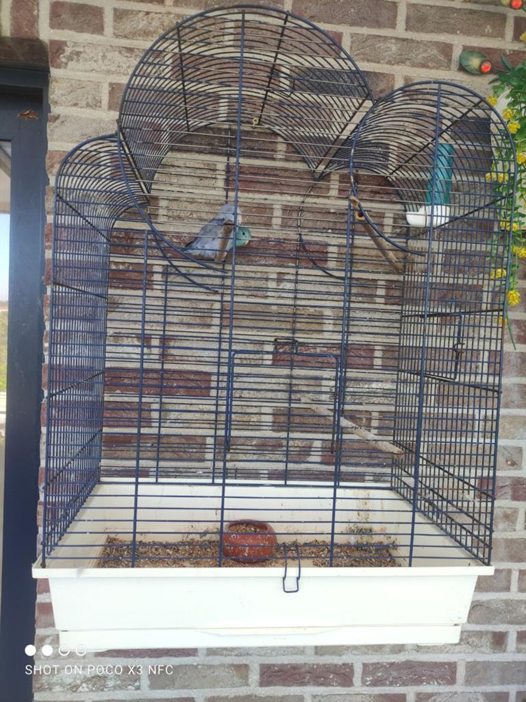 Kooi met koppel lovebirds!! In mater oudenaarde, Dieren en Toebehoren, Ophalen of Verzenden