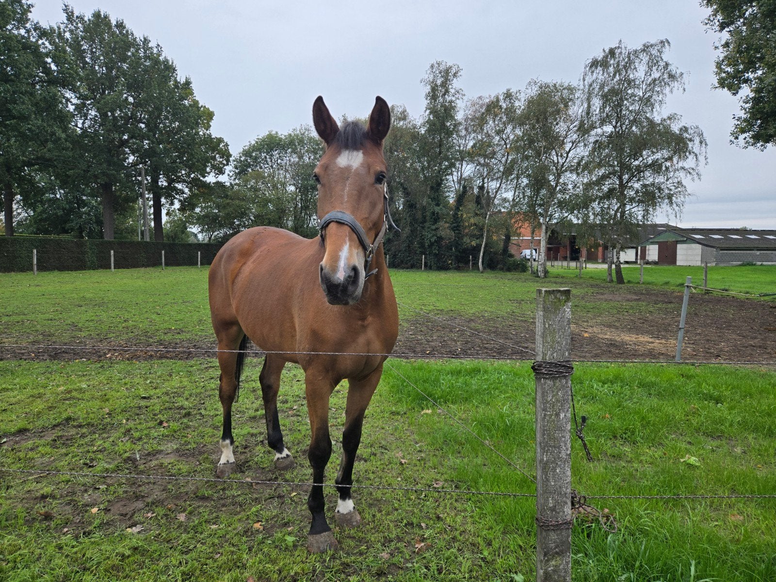 Te koop 5 jarige merrie, Jument, B, 3 à 6 ans
