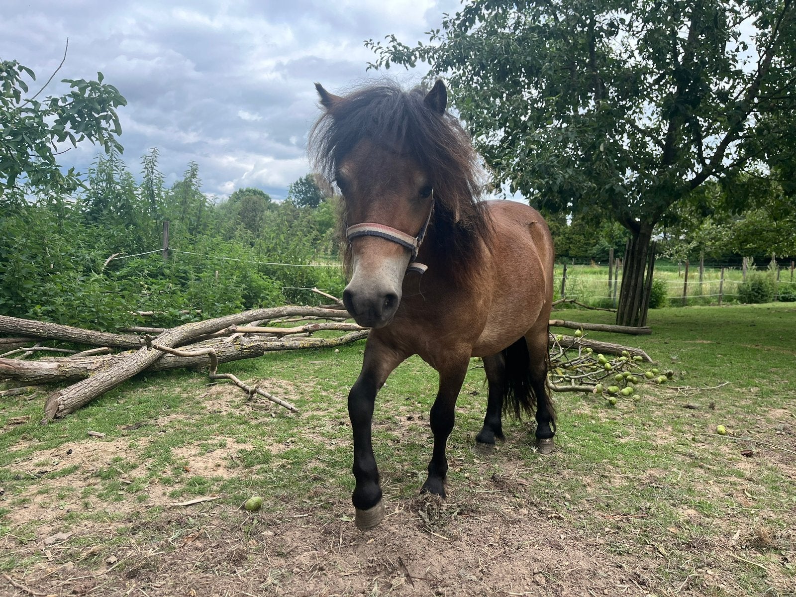 Mooie shetlander hengst, Dieren en Toebehoren, Paarden, Hengst