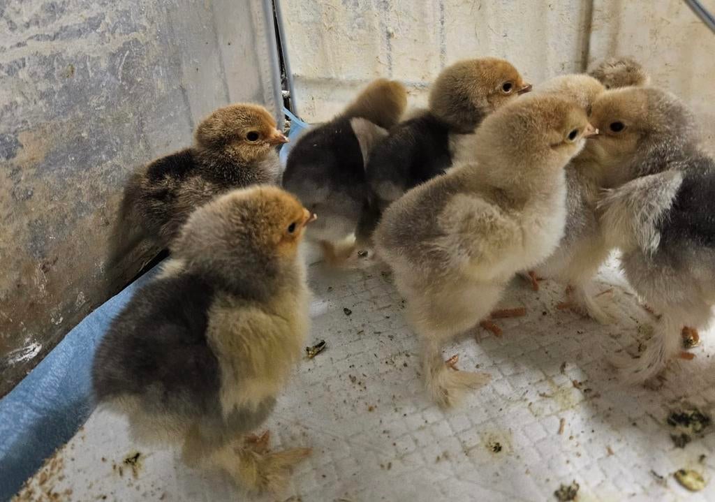 Brahma kuikens, Dieren en Toebehoren, Pluimvee