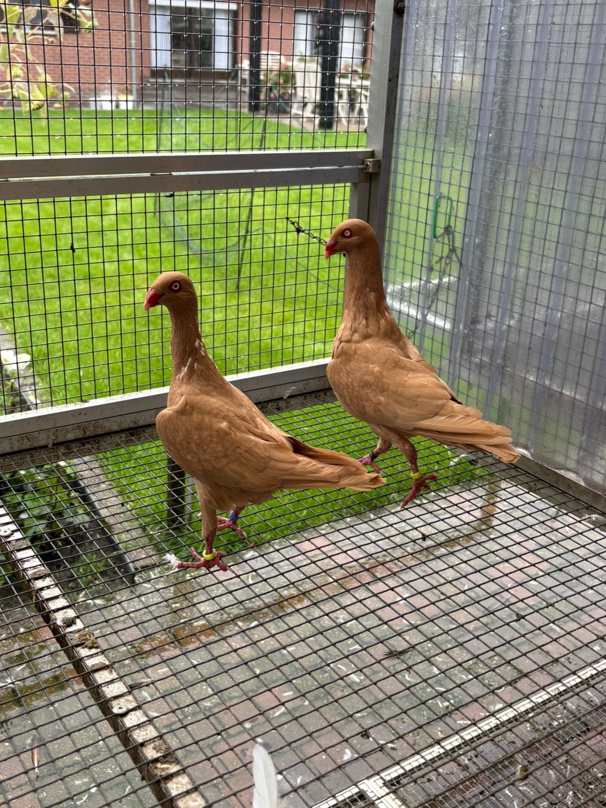Mooie sierduiven, Plusieurs animaux, Pigeon culbutant ou Roller