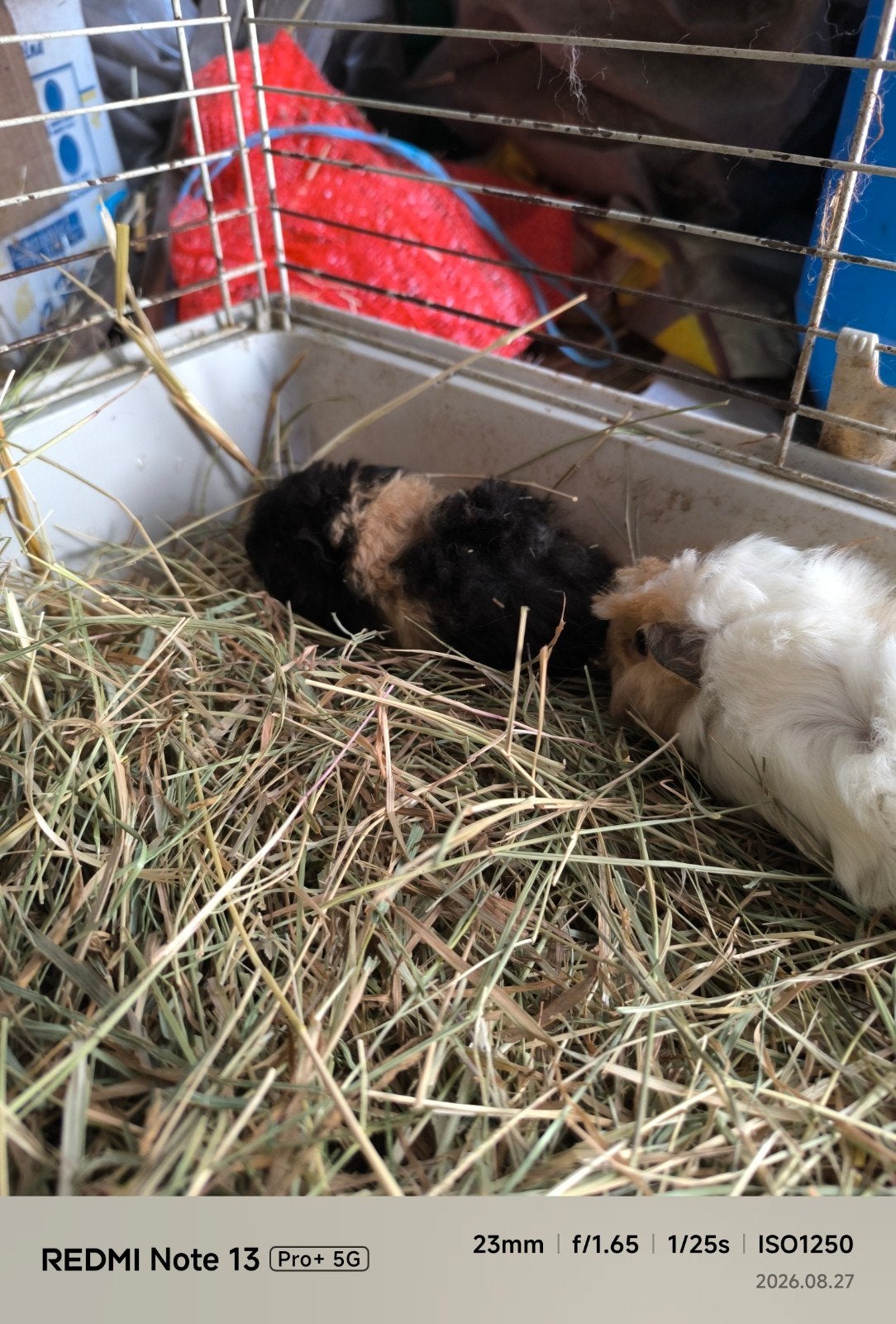 gezonde cavia's zoeken een goede thuis, Août, Plusieurs animaux, Cobaye