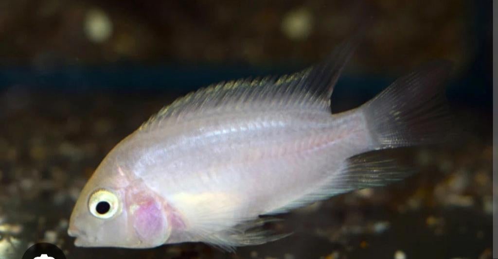 Nakweek albino zebra chiliden, Dieren en Toebehoren