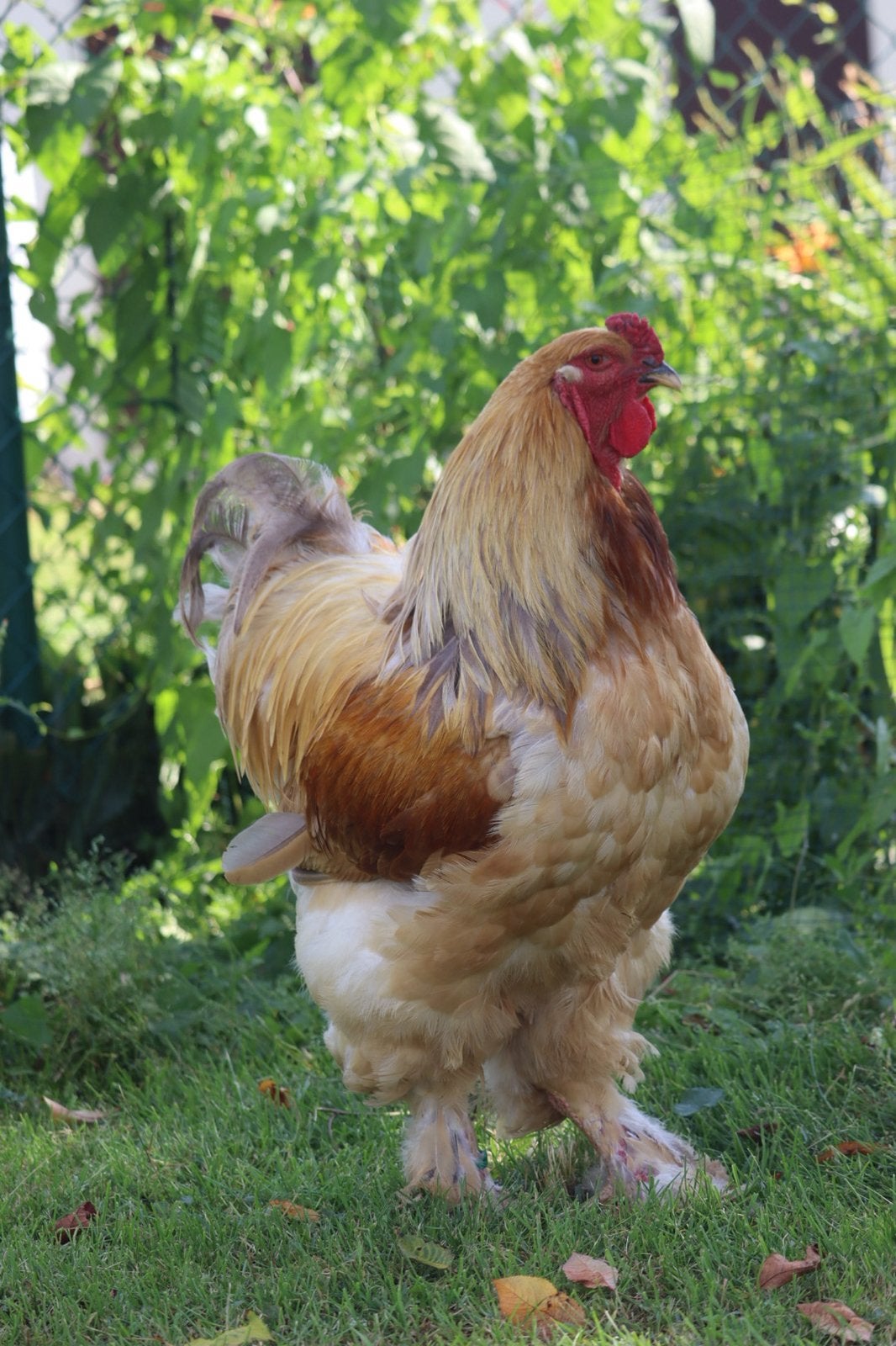 Brahma haan buff blauw, Dieren en Toebehoren, Pluimvee