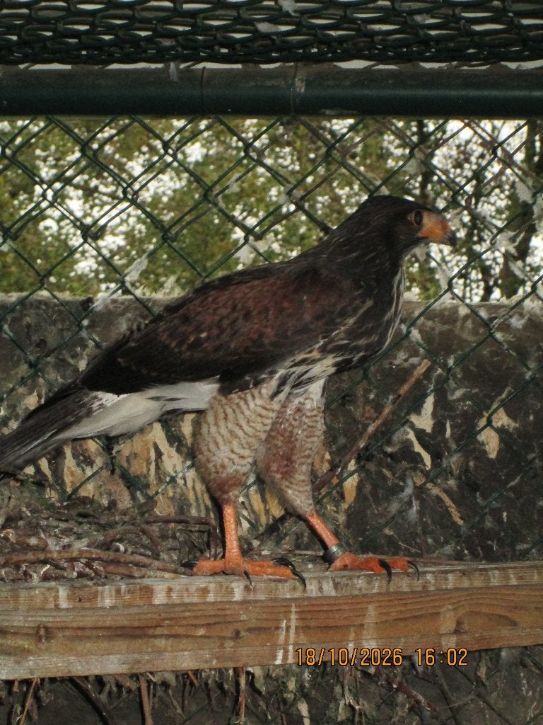 te koop roofvogels, Mâle, Oiseau de proie, Bagué