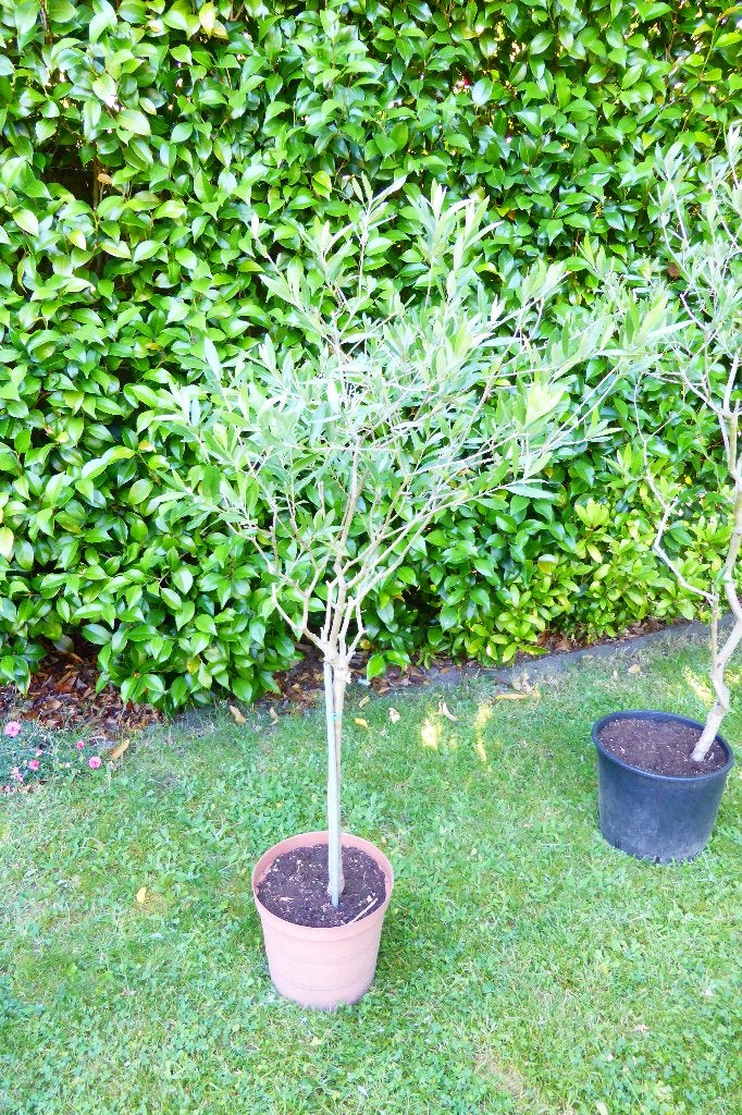 olijfboompjes, Tuin en Terras, Volle zon, Vaste plant, Lente, Ophalen