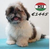 Zachte Shih Tzu-pups vol charme te koop, Parvo, België, 15 weken tot 1 jaar, Meerdere