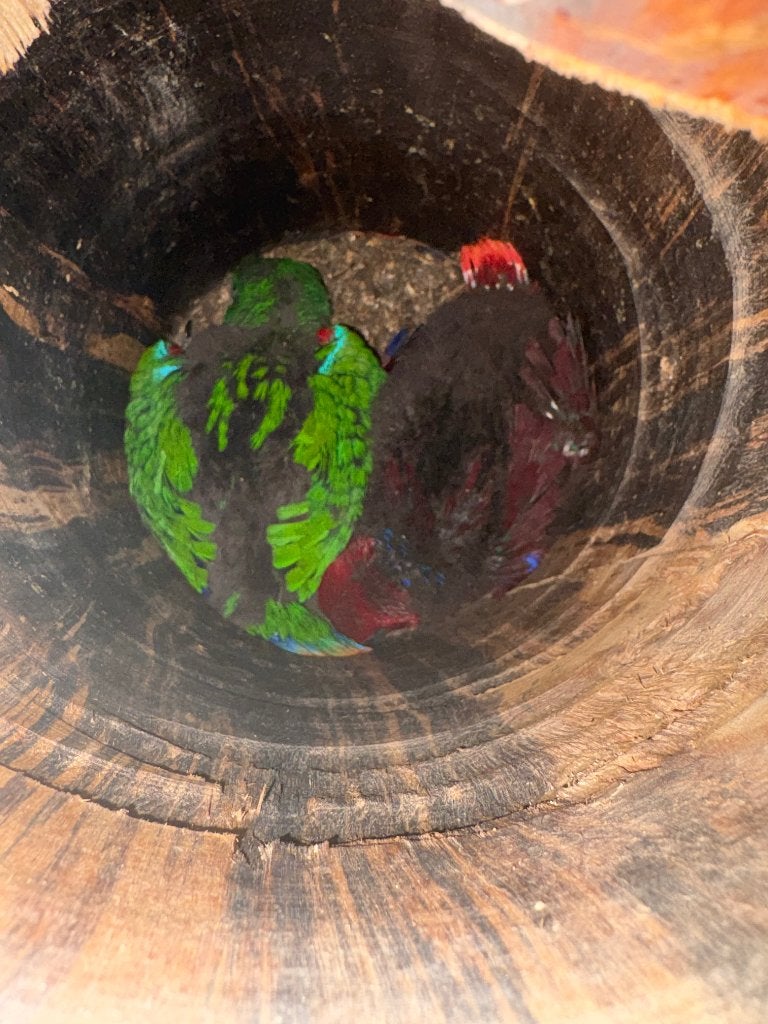 Eclectus, Femelle, Perroquet, Bagué