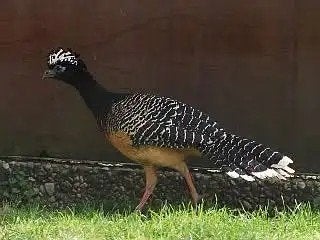 Sclater hokko vrouwen, Dieren en Toebehoren, Vogels | Overige Vogels, Geringd