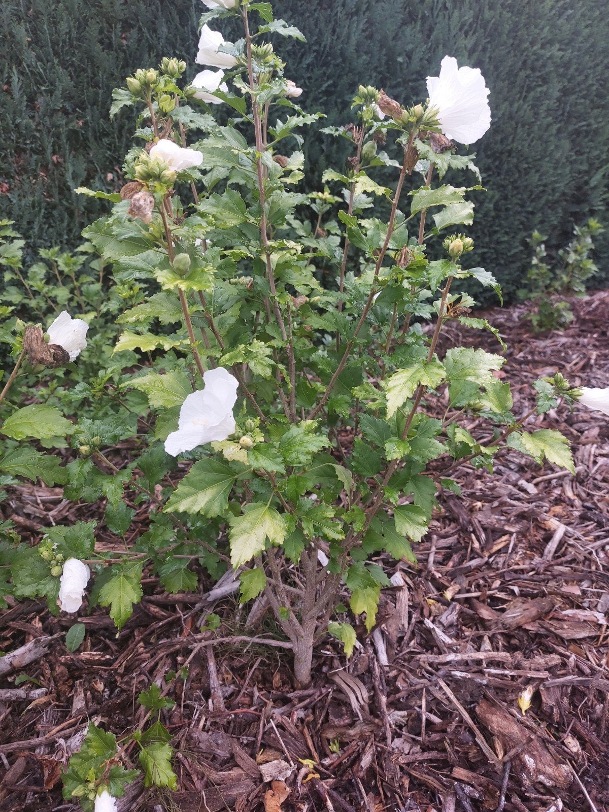 hibiscusplantjes met witte bloemen, Tuin en Terras, Ophalen