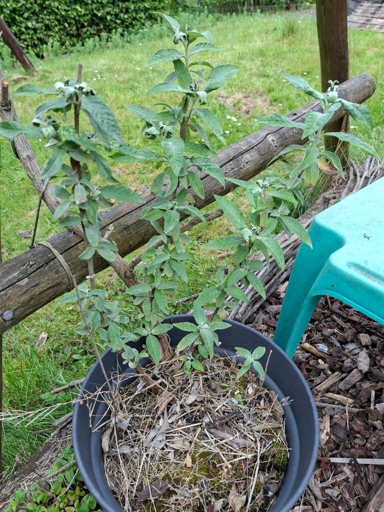 Vlinderstruik paars, Tuin en Terras, Ophalen