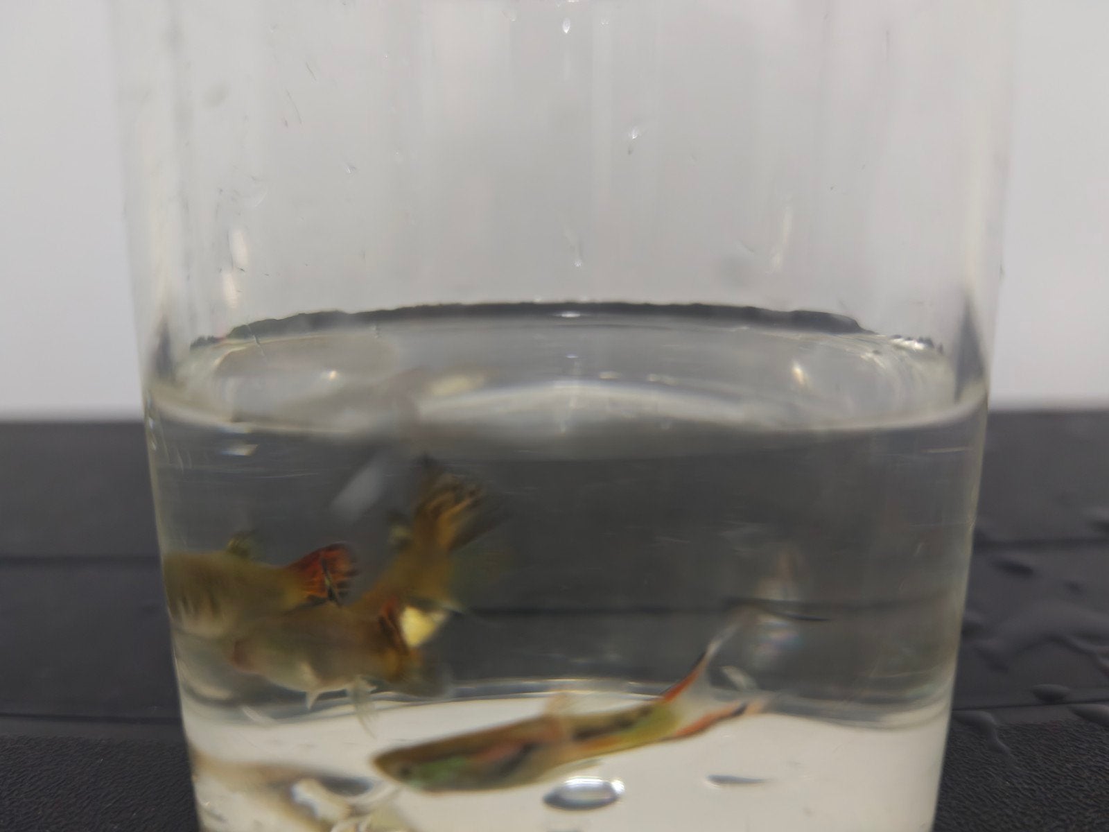 endler guppy mix, Dieren en Toebehoren