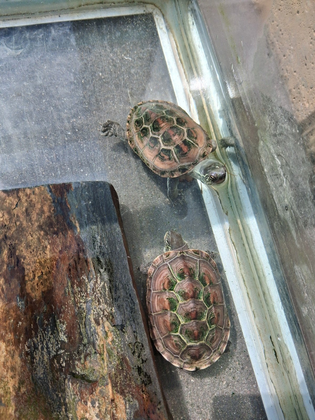 koppel schildpadden, Ophalen
