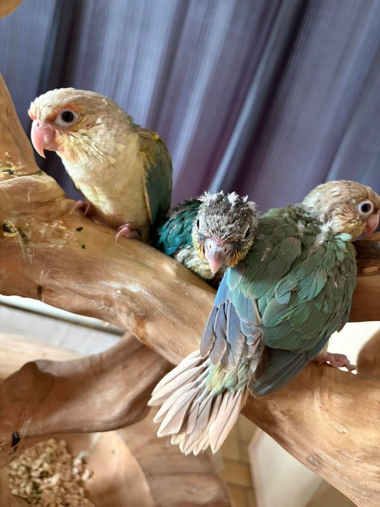 Babys pyrrhura’s, Dieren en Toebehoren, Geslacht onbekend, Geringd