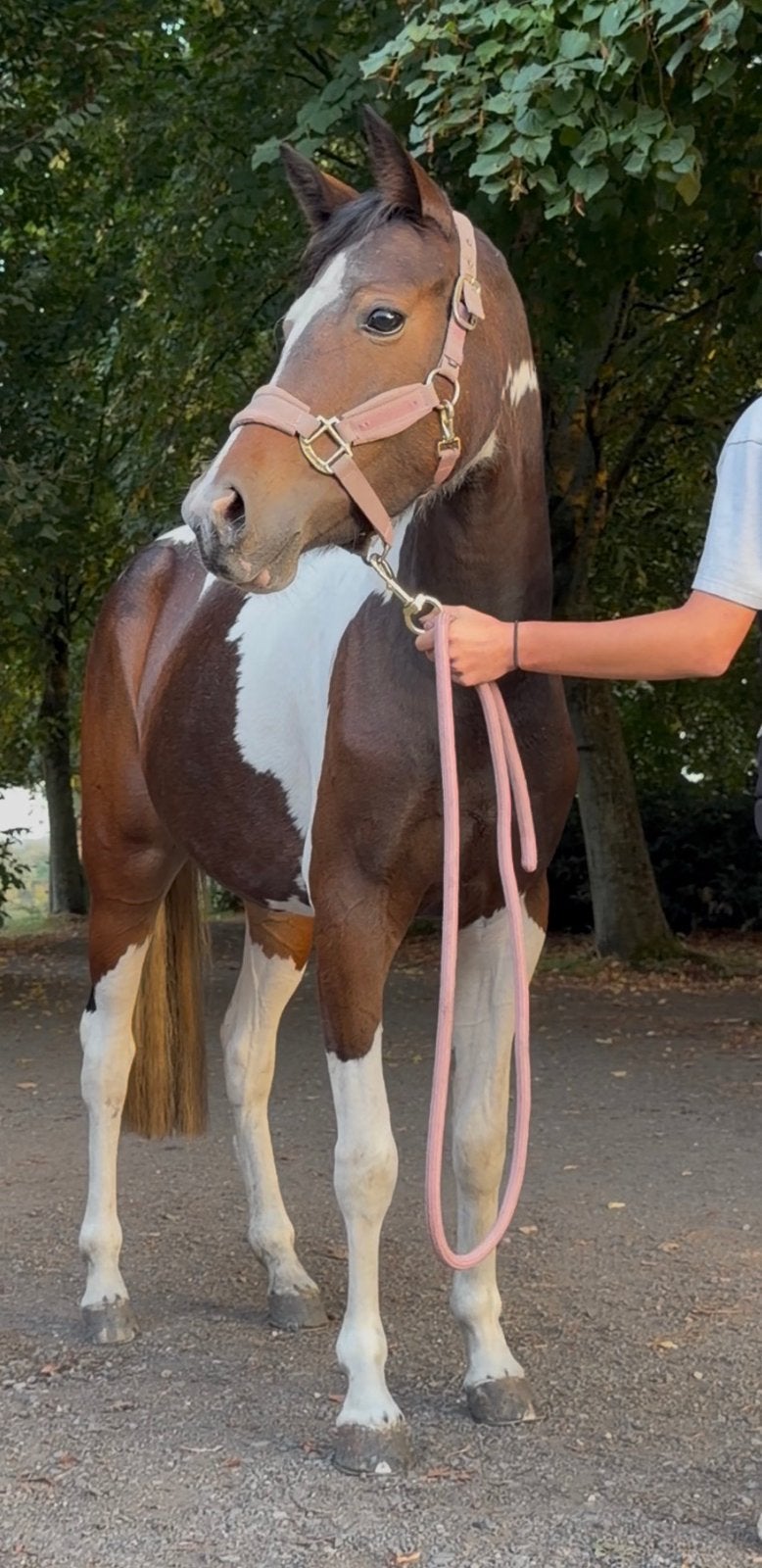 Super 3 year old 1.38 pony, Dieren en Toebehoren, Merrie, Niet van toepassing