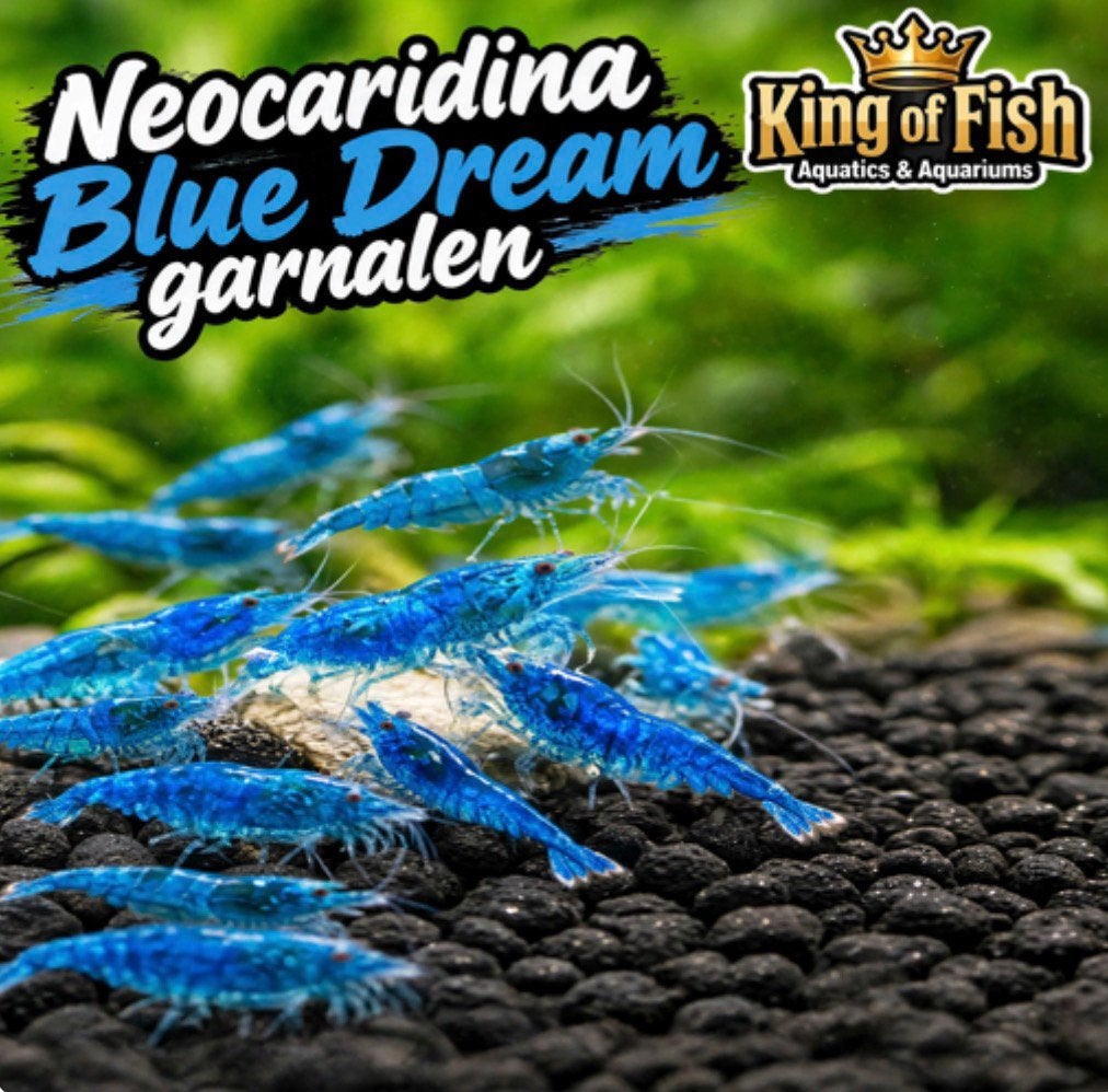 Neocaridina blue dream garnalen, Dieren en Toebehoren, Kreeft, Krab of Garnaal, Zoetwatervis, Schoolvis