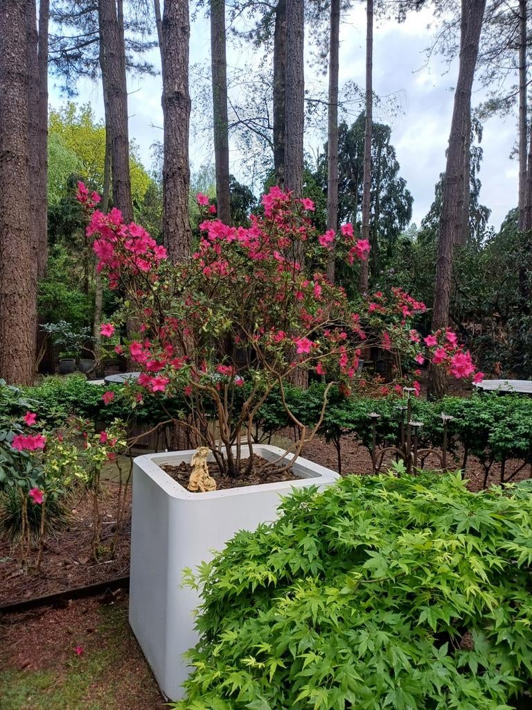 azalea roze, Ophalen