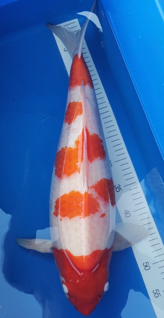 Koï japonaise kohaku, Karper of Koi