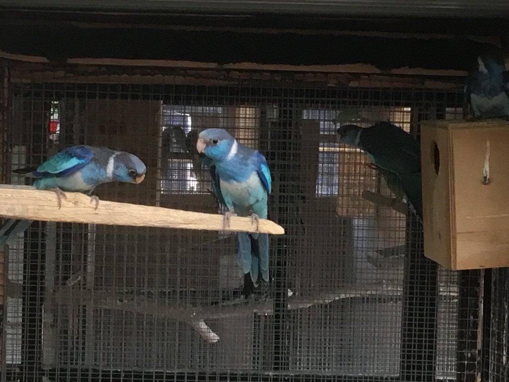 2 Blauwe barnards