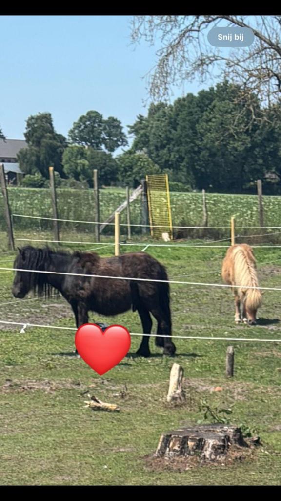 Shetlander hengst TE KOOP, Animaux & Accessoires, Chevaux & Poneys | Étalons & Juments poulinières, Étalon