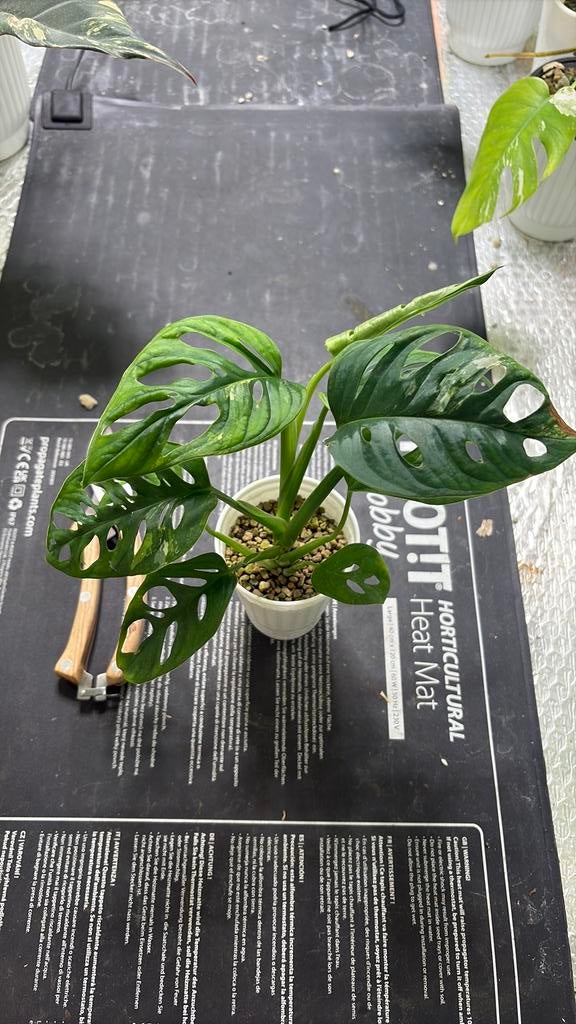 Monstera Adansonii Variegata (Aurea), Huis en Inrichting, Ophalen