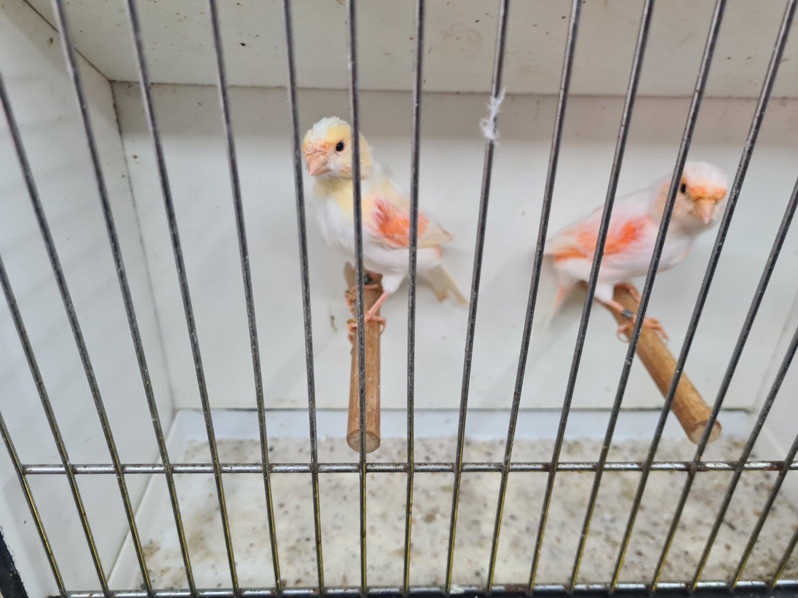 rood mozaïek