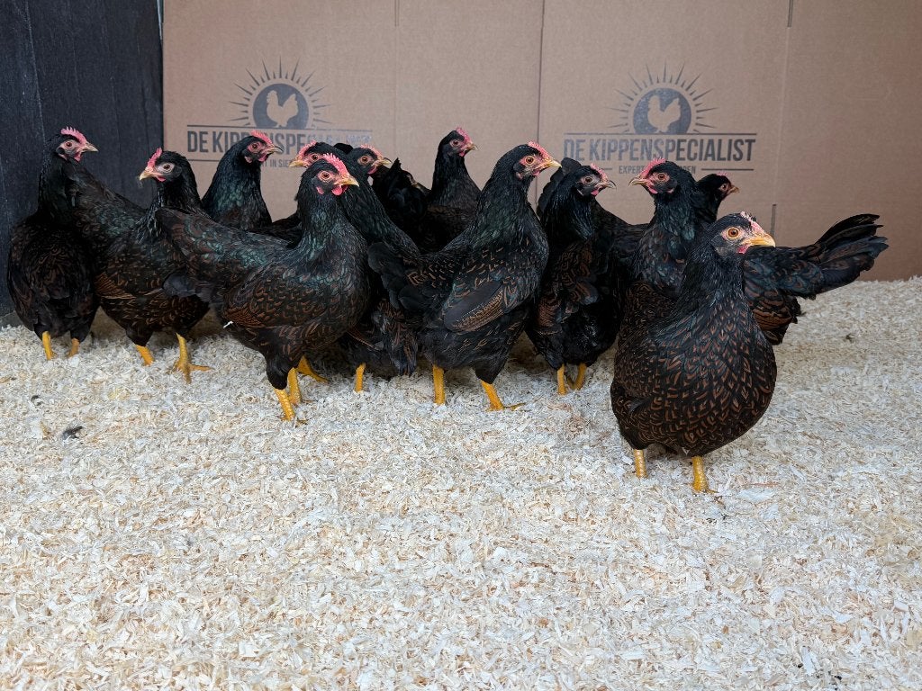 Jonge Barnevelder kriel bruin gezoomd gesekst en ingeënt, Dieren en Toebehoren, Pluimvee, Vrouwelijk, Kip