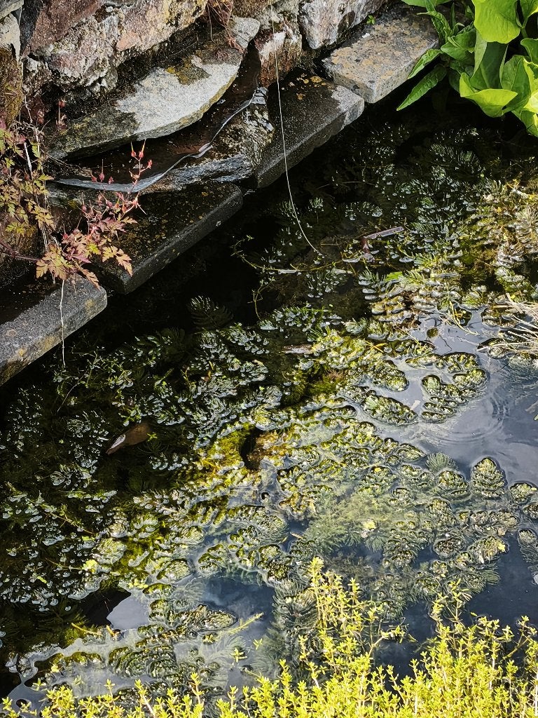 Grof hoornblad - zuurstofplant voor vijver - per 10l - 5€, Ophalen, Zo goed als nieuw