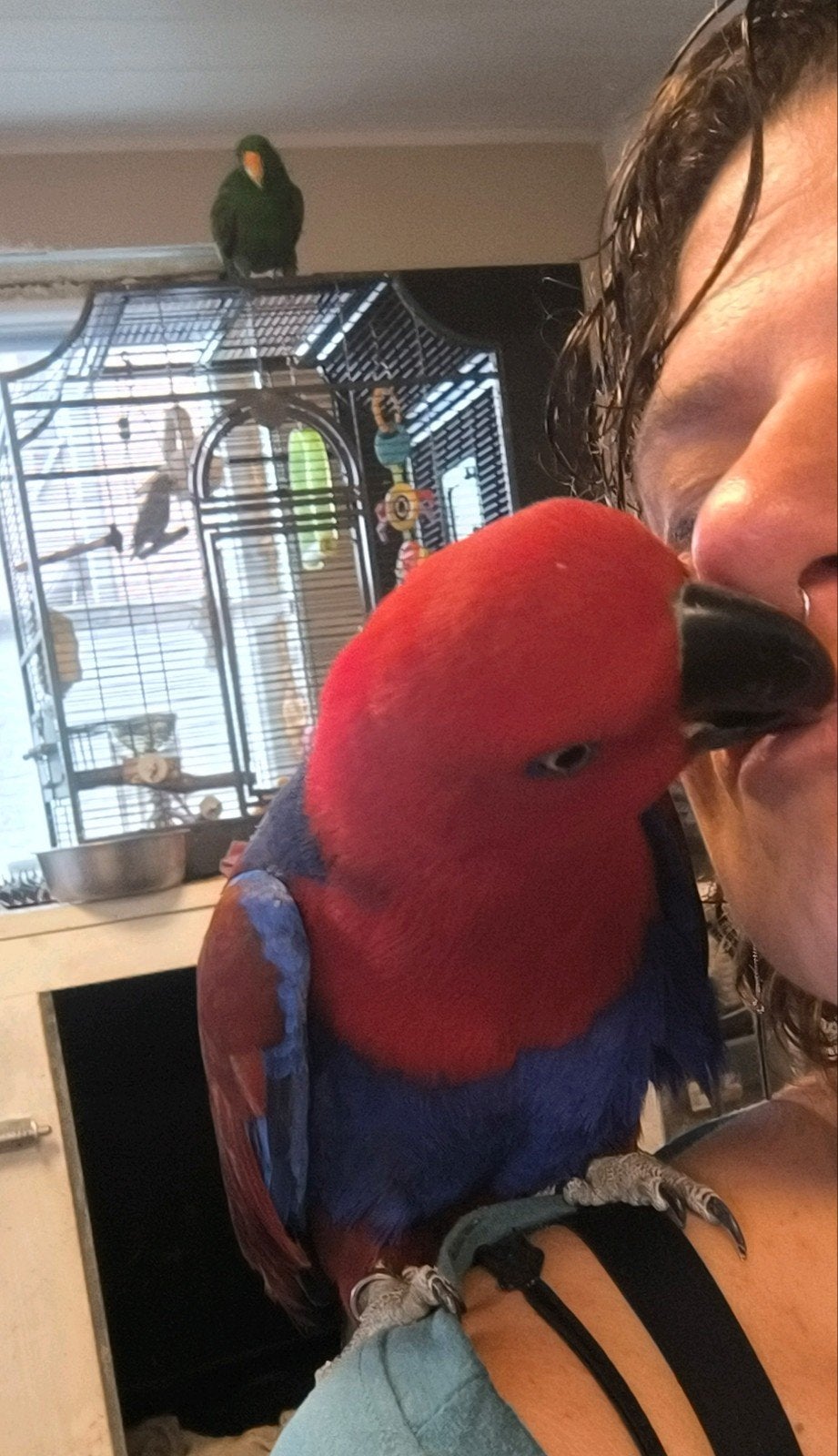 handtamme edelpapegaai met haar kooi