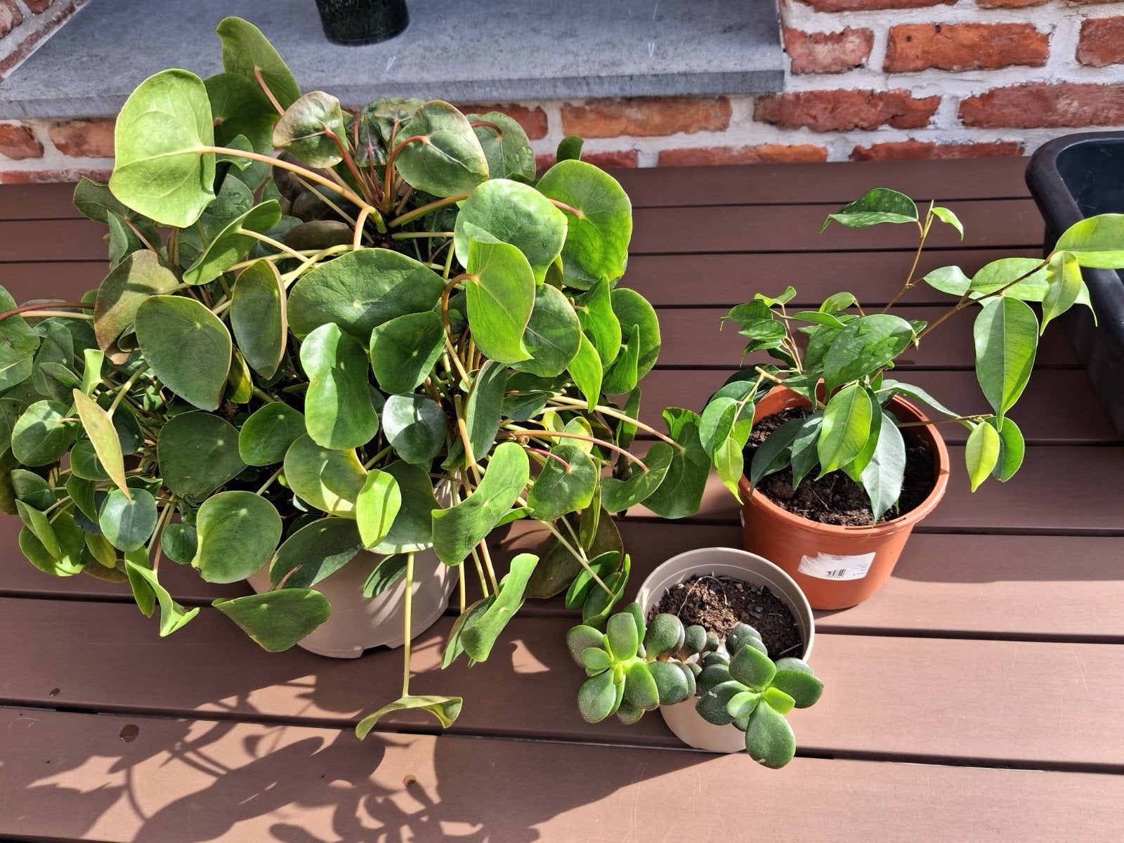 ficus vetplantjes en cactus, Ophalen