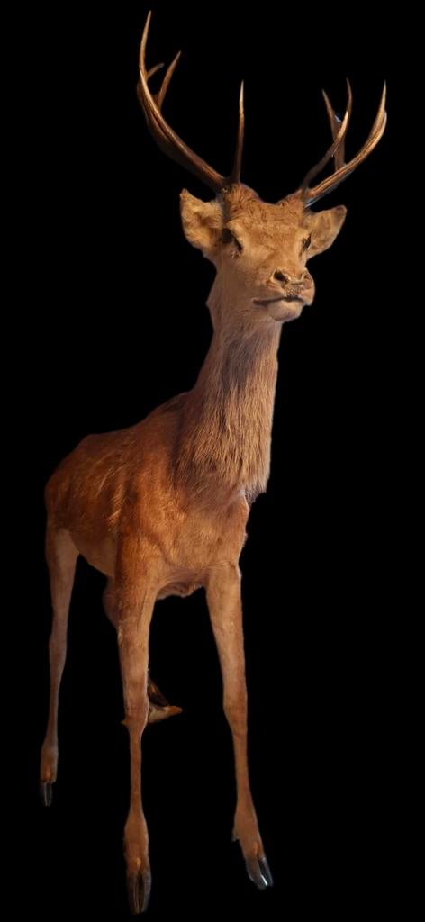 1 edelhert + 1 ree + 1 grote reekalf, Naturalis-exemplaren, Ophalen