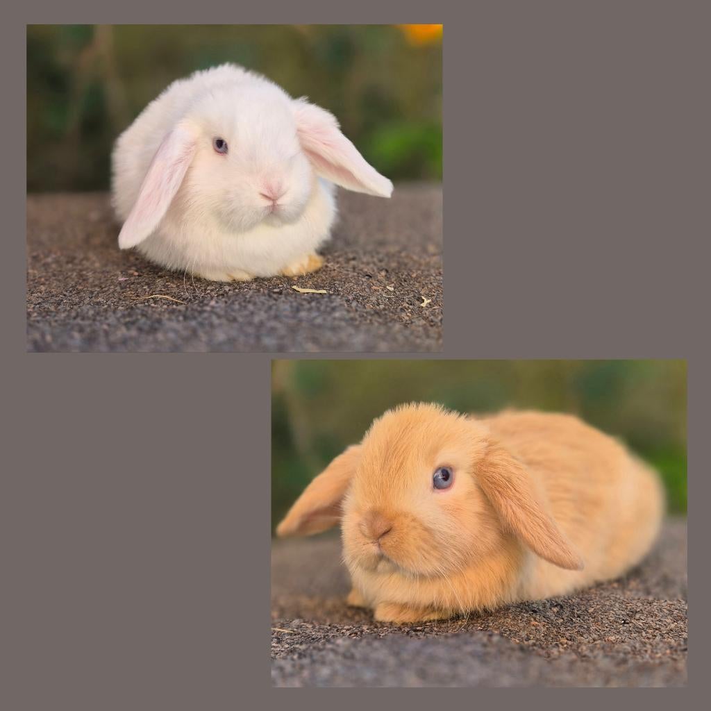NHD x MINILOP KOPPELTJE, Dieren en Toebehoren, Meerdere dieren, Dwerg, Hangoor, 0 tot 2 jaar