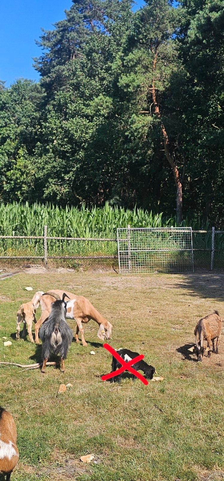 Meerdere geiten, Dieren en Toebehoren