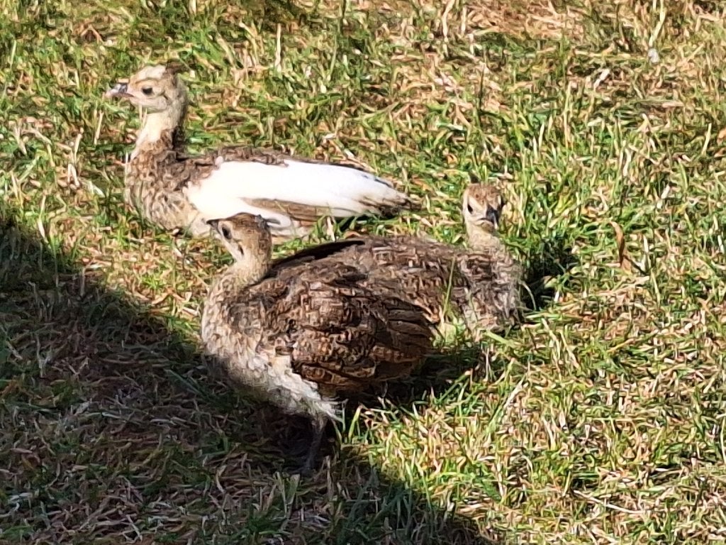 Pauw - kuikens, Dieren en Toebehoren, Pluimvee