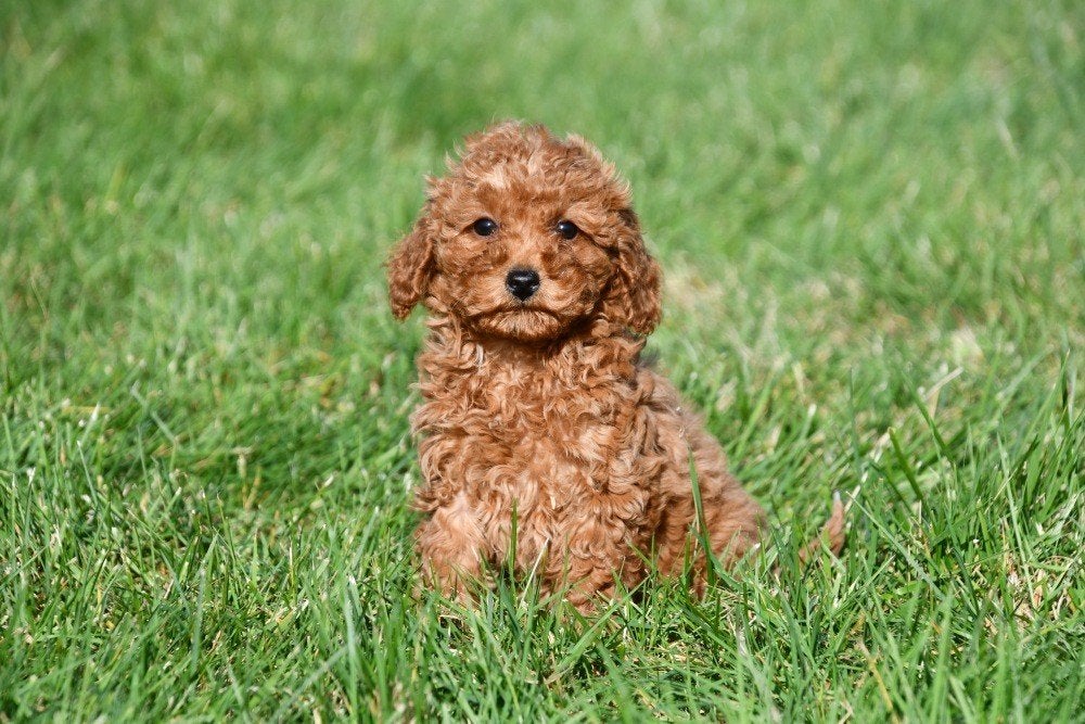 Chiots caniches nains à vendre - Les deux parents ont testé, Animaux & Accessoires, Caniche, Maladie de Carré (chiens), Plusieurs