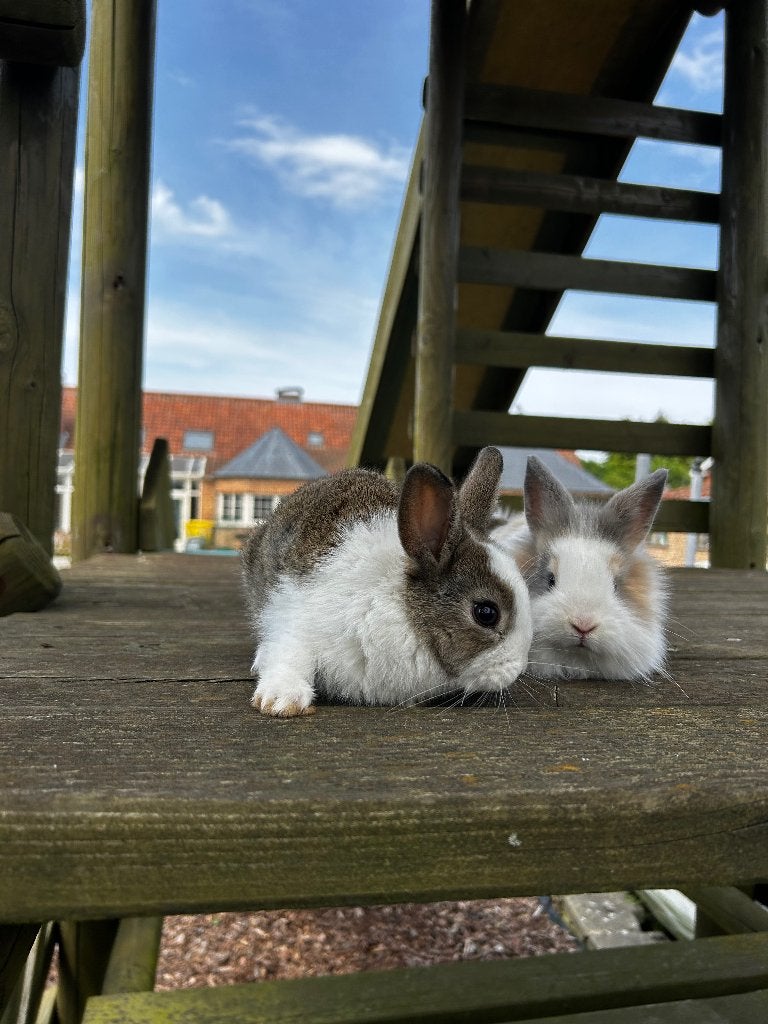 Dwergkonijntjes, Dieren en Toebehoren, Konijnen, Mannelijk, Dwerg, 0 tot 2 jaar