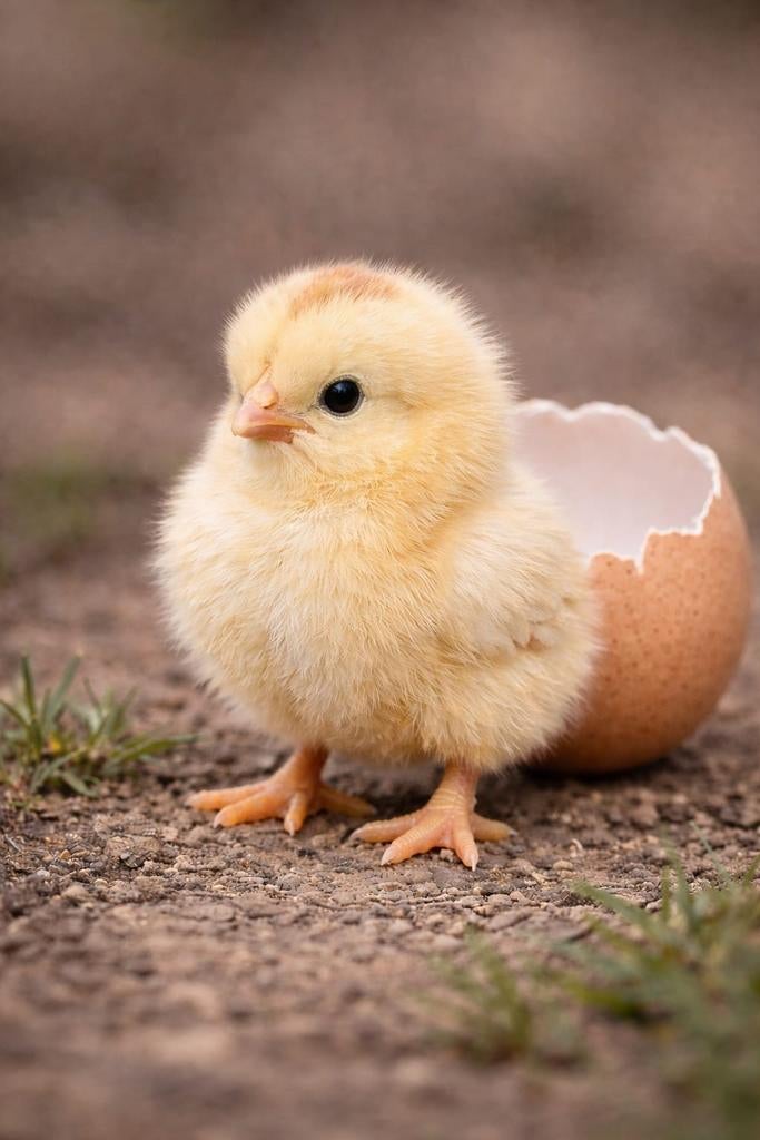 Poussin pondeuses non sexé, Dieren en Toebehoren, Pluimvee
