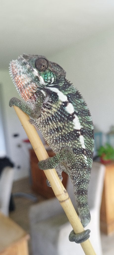Furcifer Pardalis (caméléon panthère), Animaux & Accessoires, Reptiles & Amphibiens, Lézard, 0 à 2 ans, Domestique