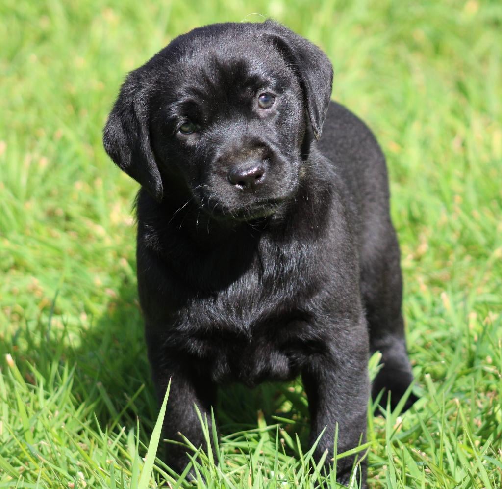 Chiot Labrador noir, Chien (mâle), Belgique, Labrador retriever, Un chien