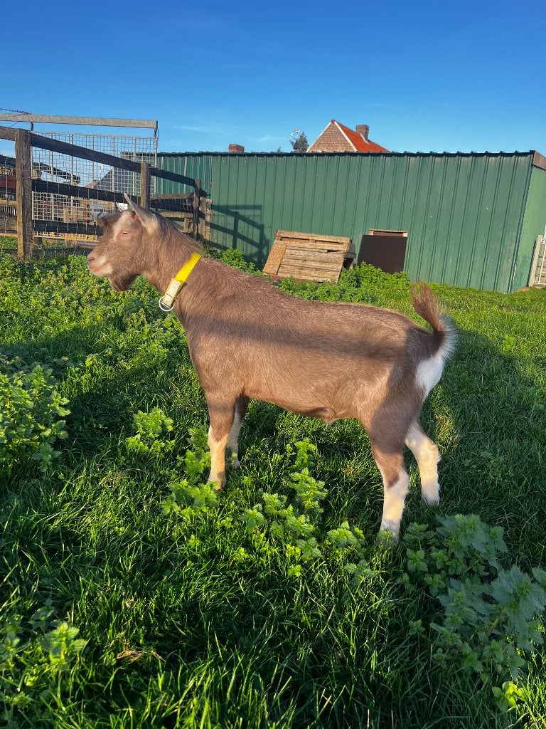 Toggenburger Bok, Dieren en Toebehoren, Mannelijk, Geit, 0 tot 2 jaar