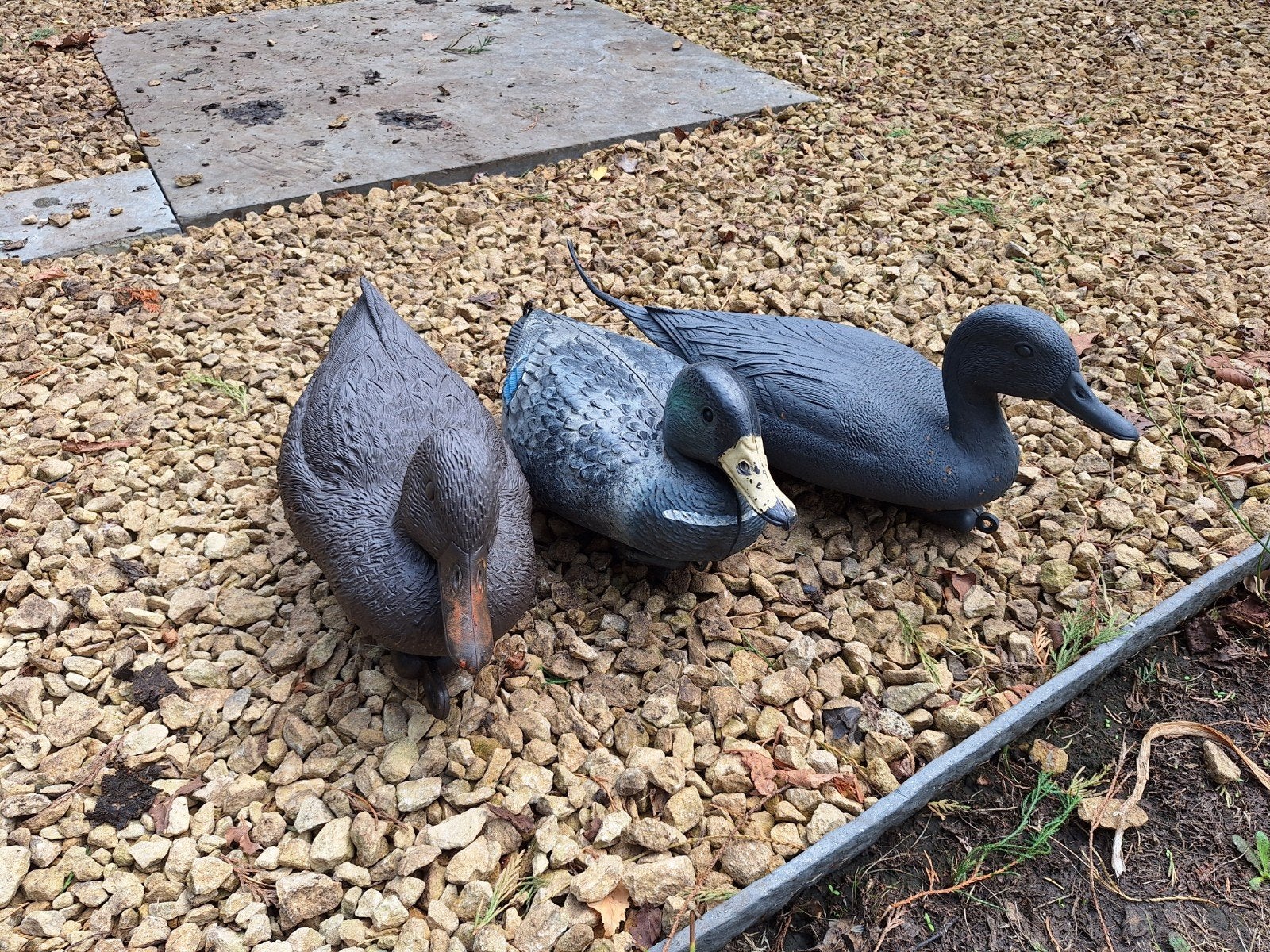 gratis af te halen te Kapellen 3 eenden namaak, Tuin en Terras, Ophalen